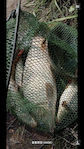 IMG_1065.png
