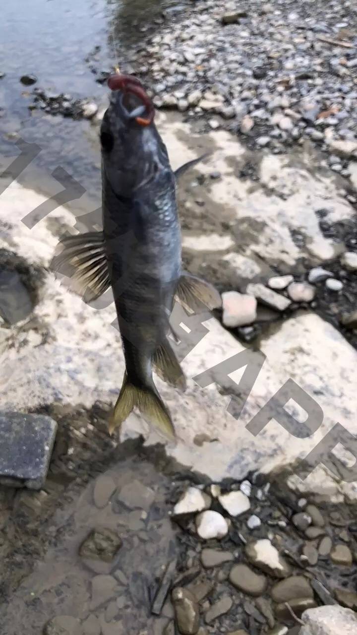 watermark,image_cGljLzIwMTkwNTA0L29zc18xNTU2OTc3NDM4MDYwXzZfOTg4XzM2LnBuZw==,t_50,g_se,x_20,y_20