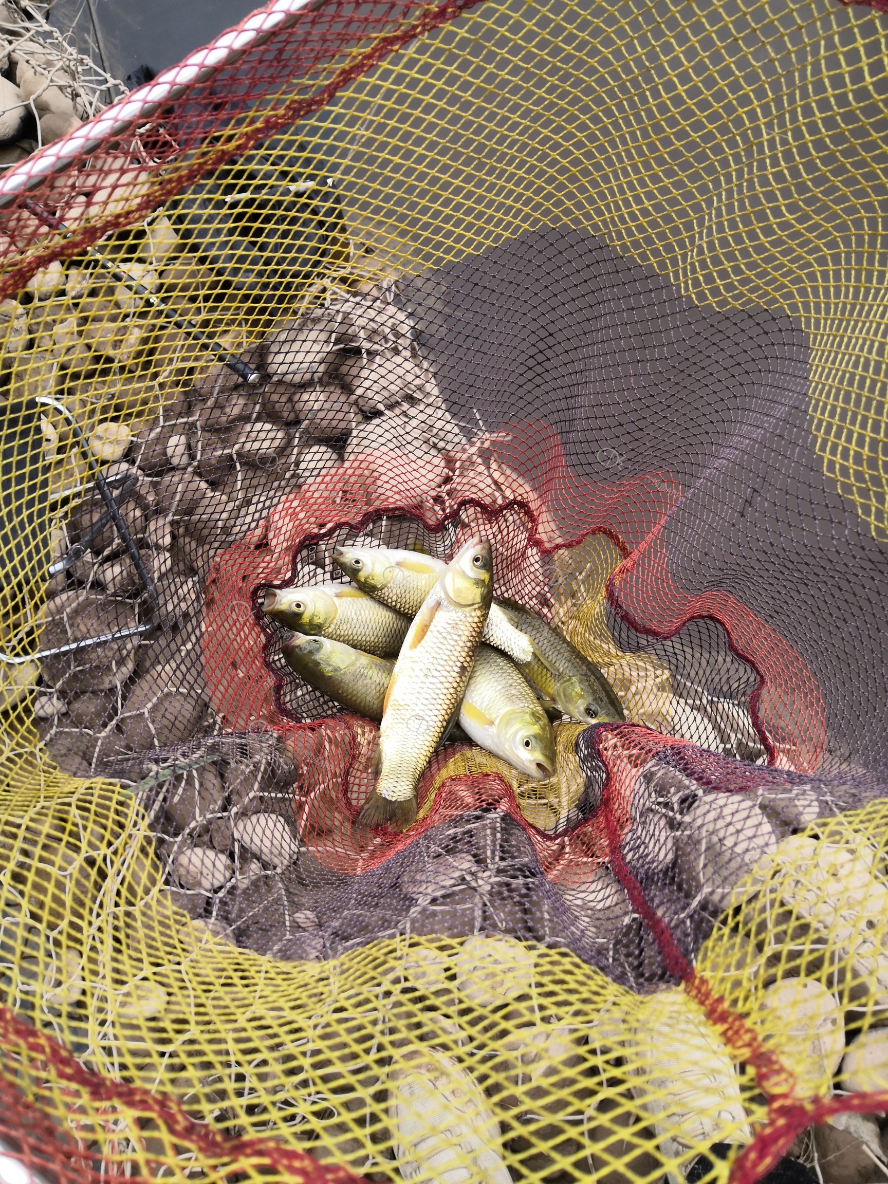 20