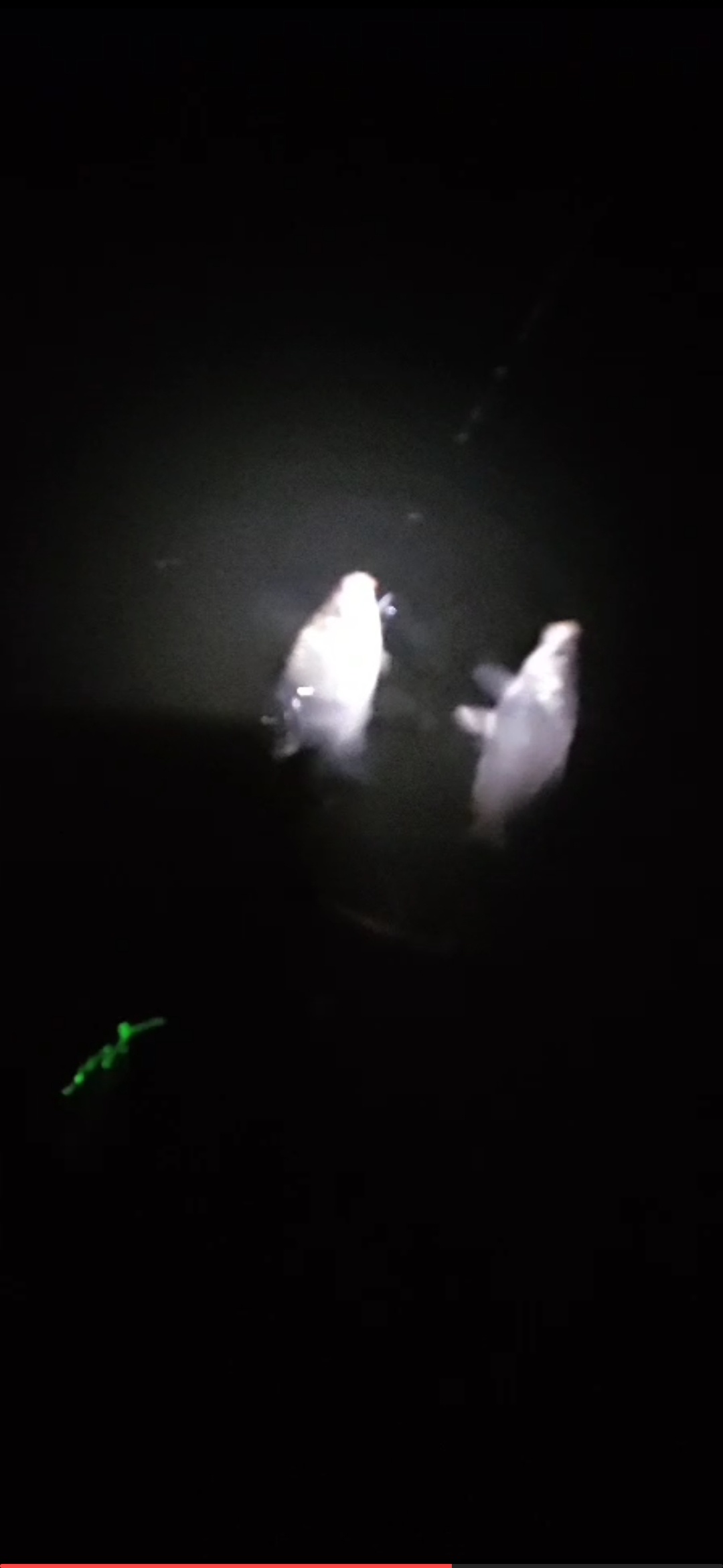 1601343275688771.jpeg