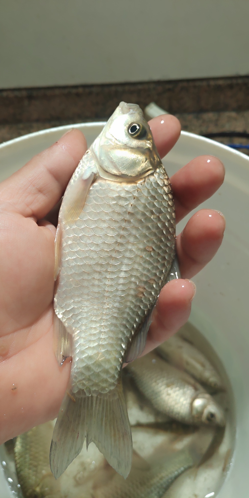 1602660570544512.jpeg