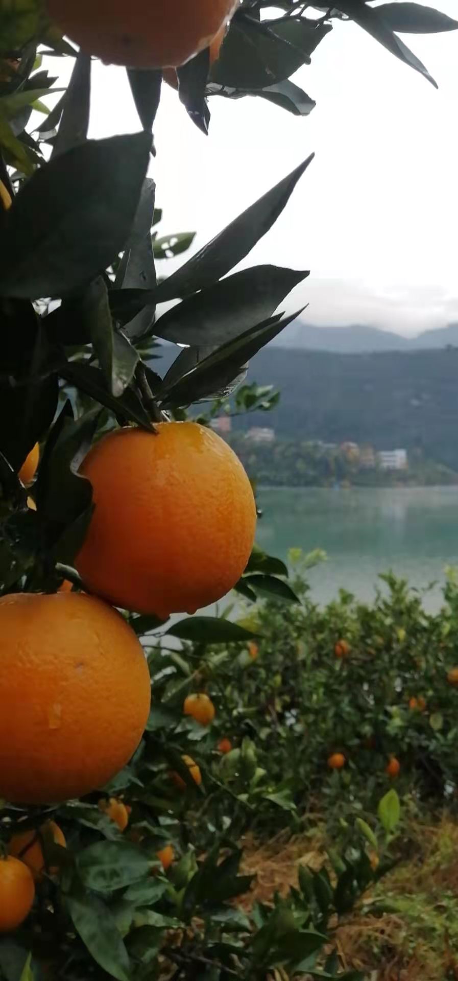A03.jpg