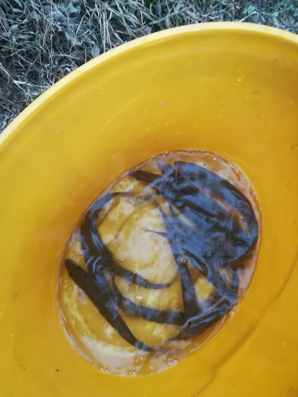 1611314721447483.jpeg