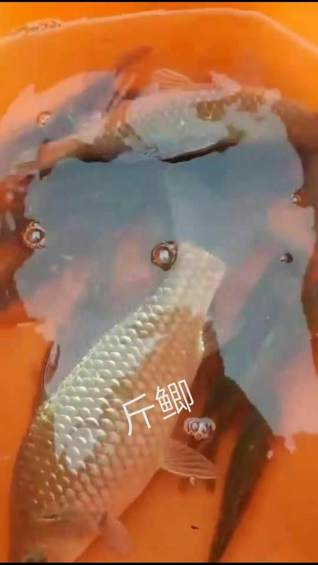 1611451626187294.jpeg