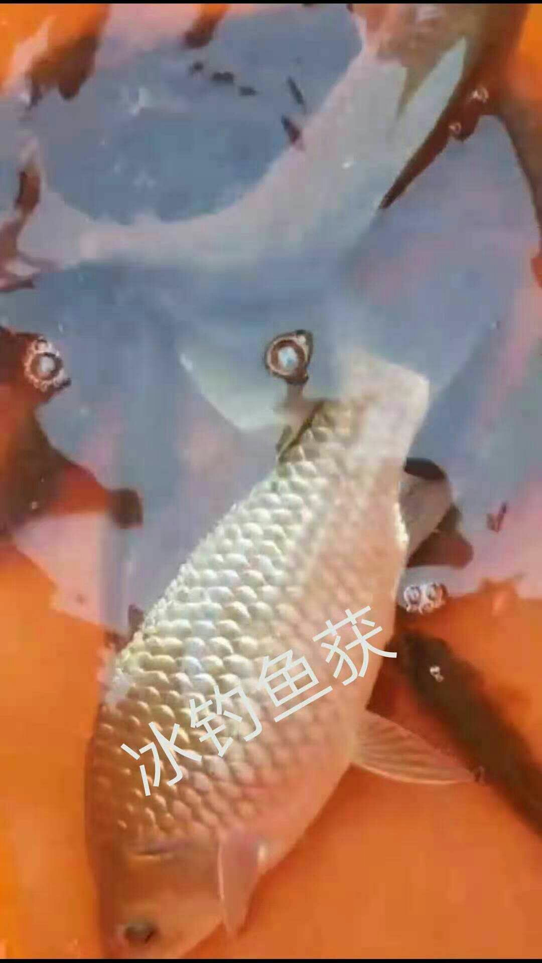 1611451626405131.jpeg