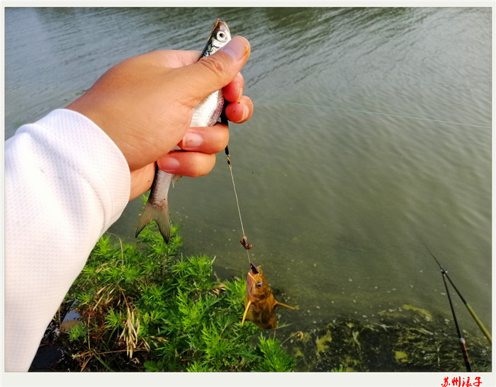 梅雨天裡釣雨天,船來魚往不停歇_釣魚記錄_重慶釣魚網_重慶釣魚網|重