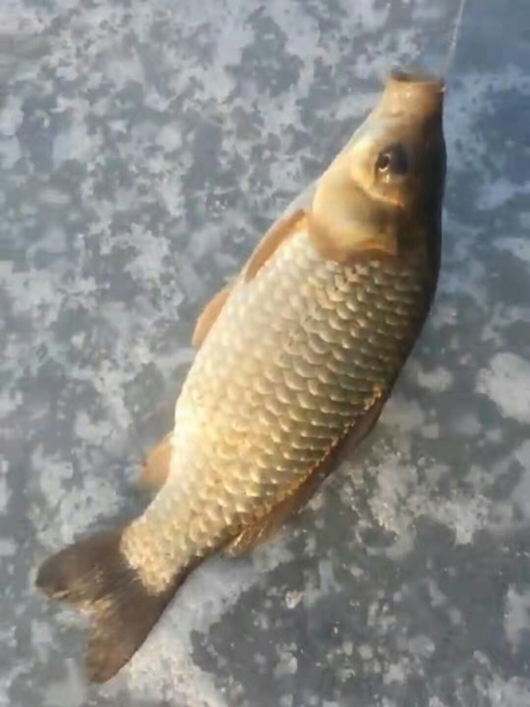 1637208935088985.jpeg