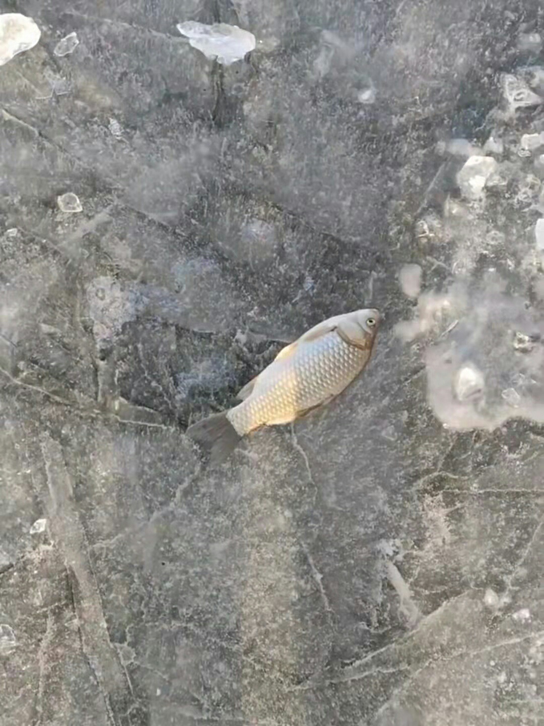 1638020681776757.jpeg