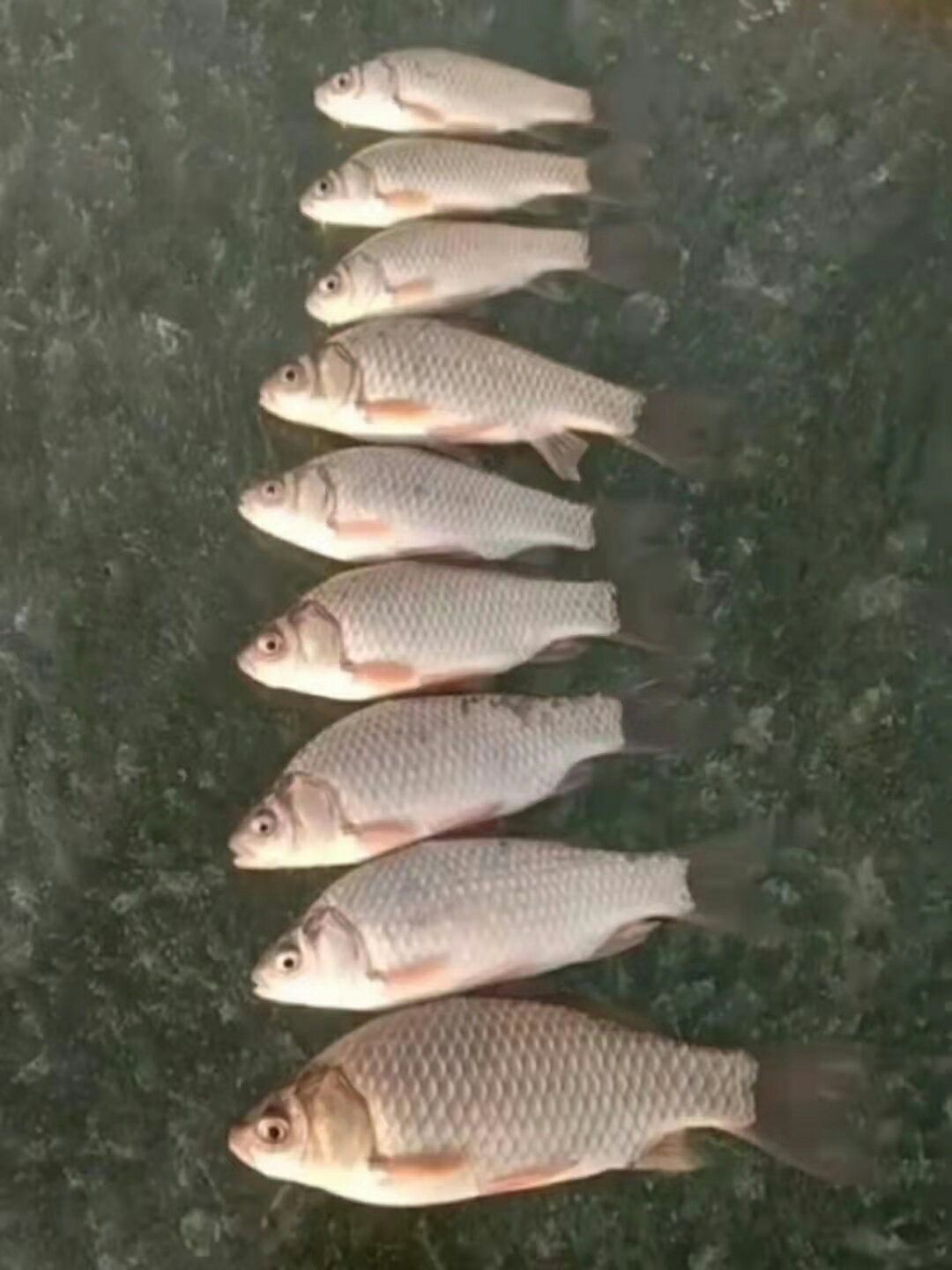 1638593540850604.jpeg