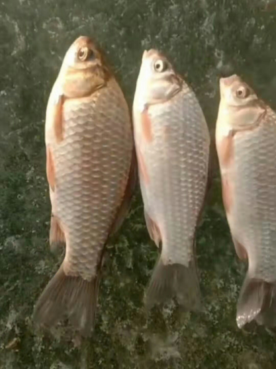 1638593610124951.jpeg