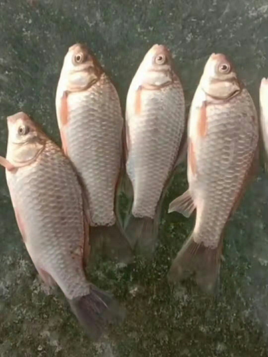 1638593610314607.jpeg