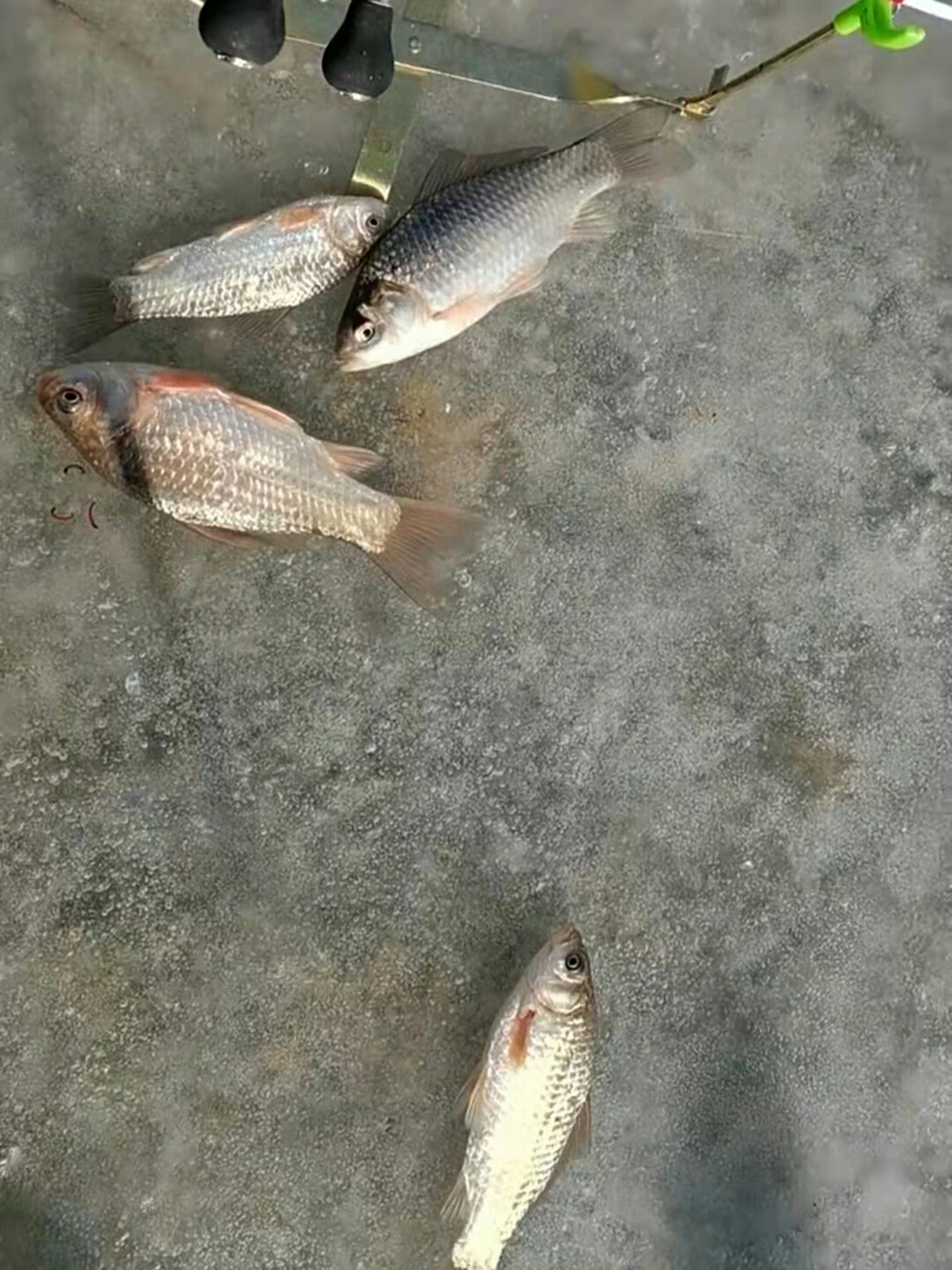 1639182882975735.jpeg