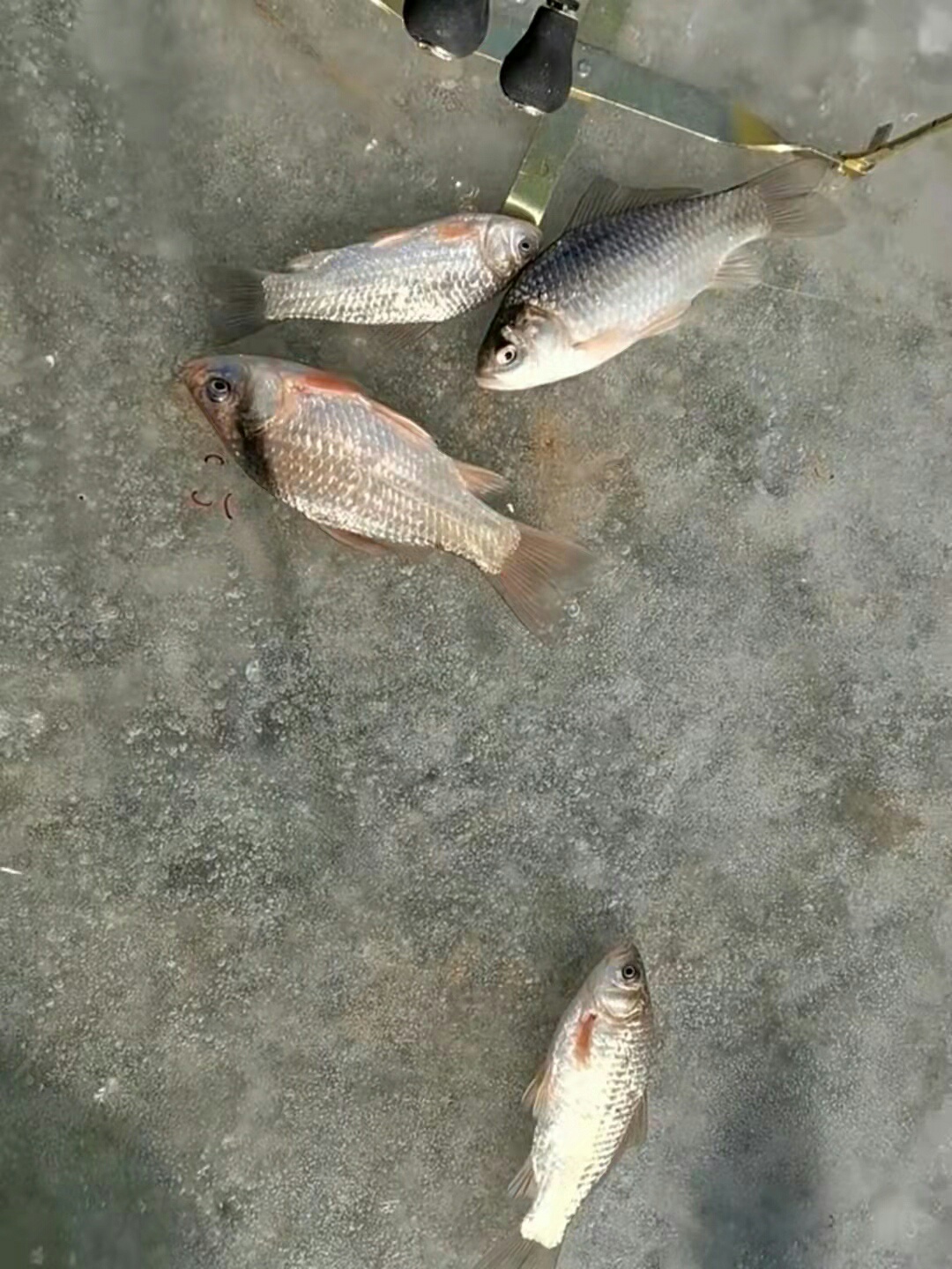1639182907759606.jpeg