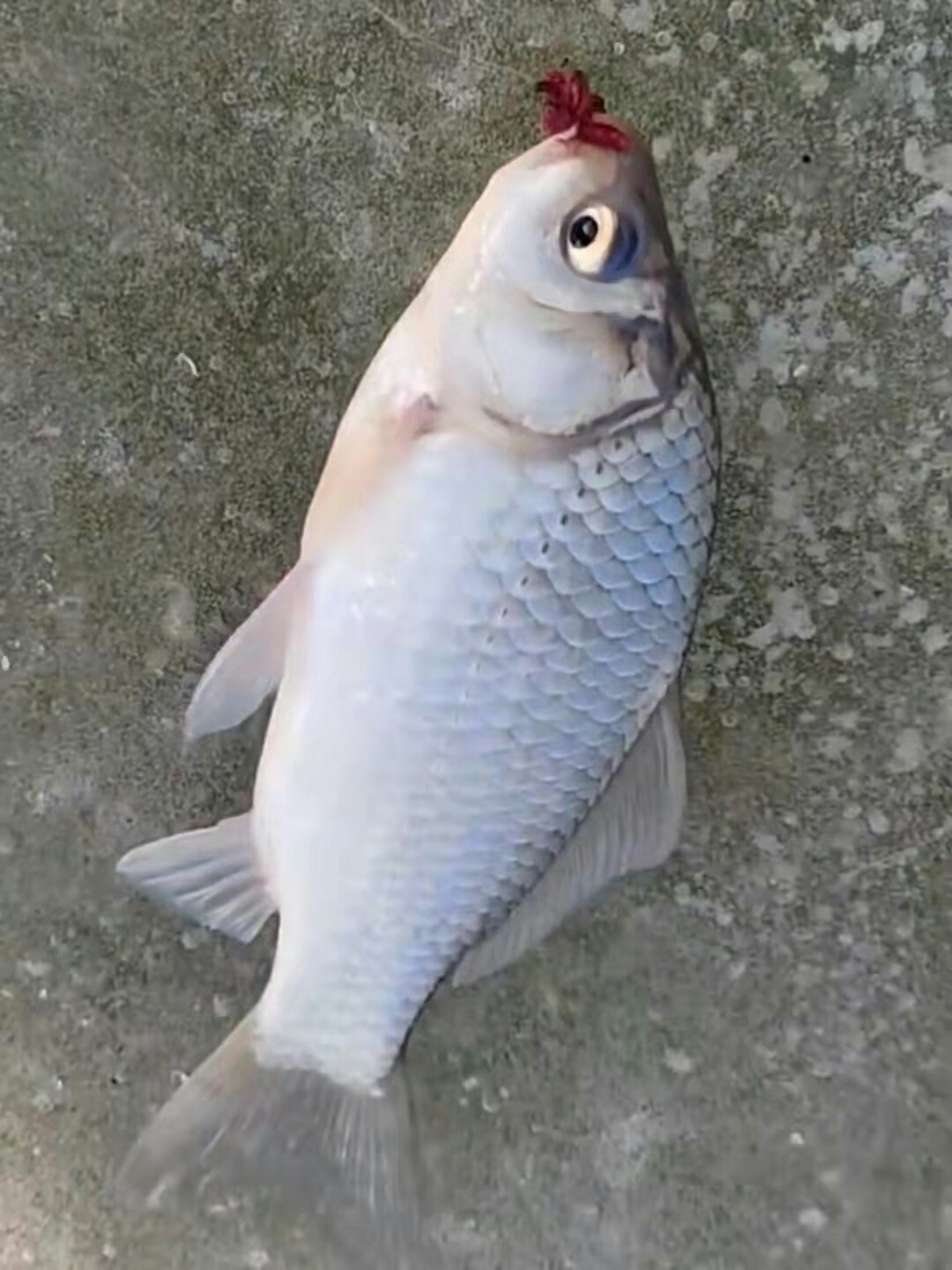 1640302228959277.jpeg