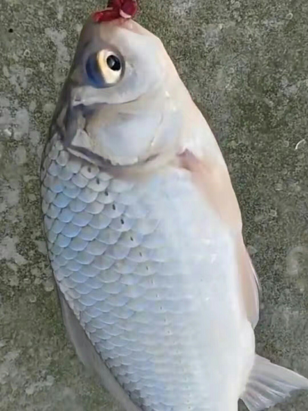 1640392451998781.jpeg