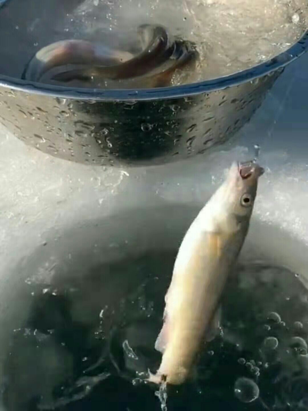 1641277897286492.jpeg