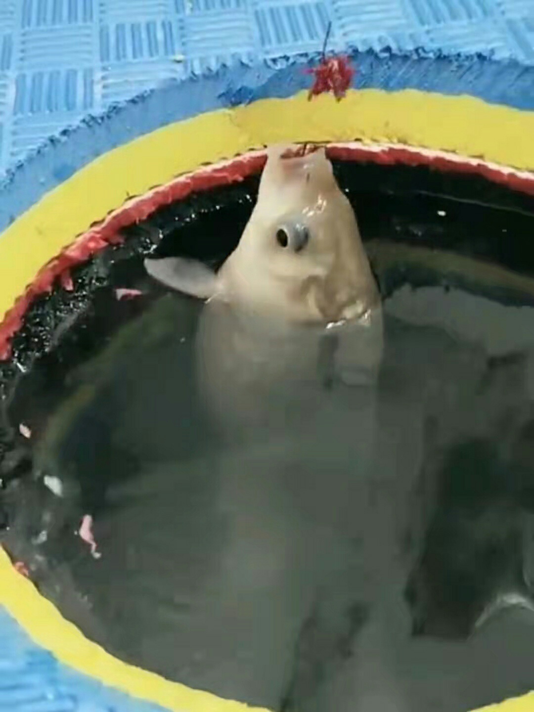 1641449409227331.jpeg