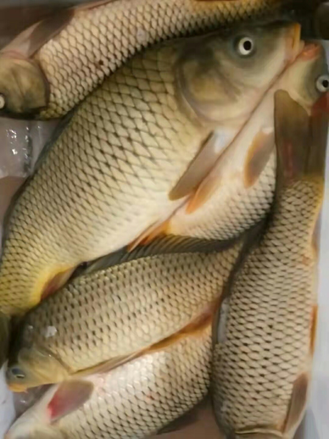1643155247570272.jpeg