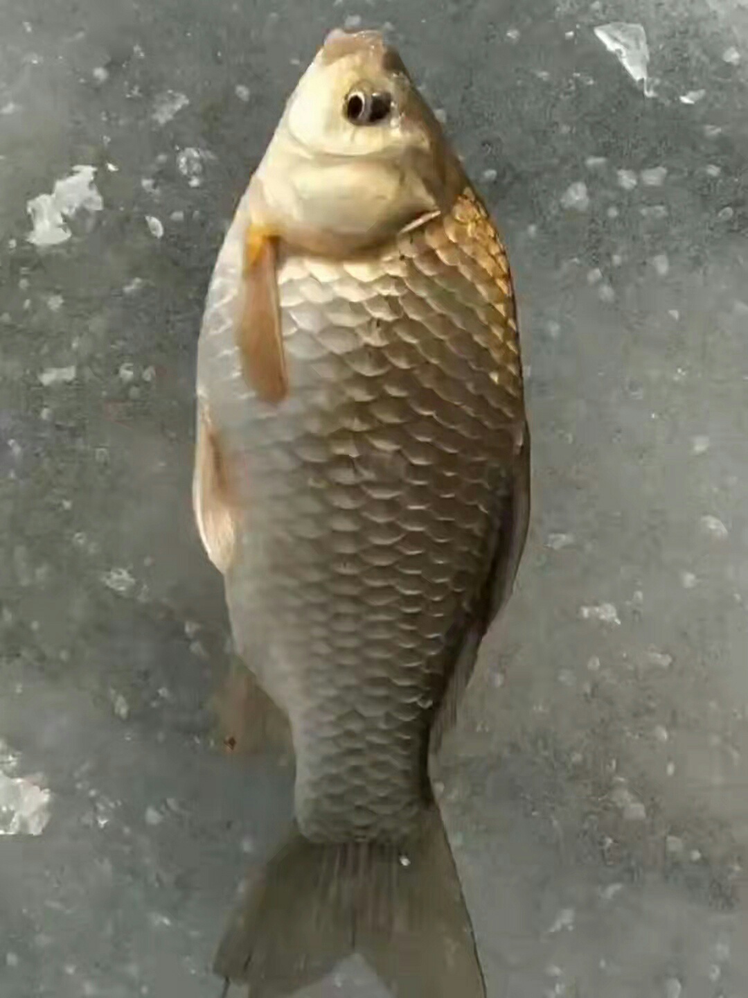 1644369464856835.jpeg