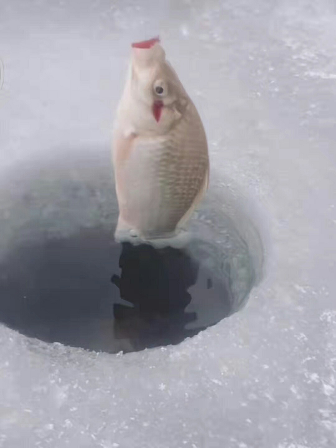 1645616078970759.jpeg