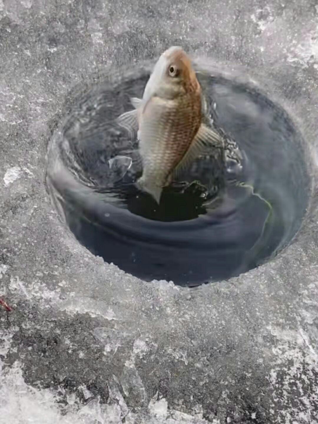 1645686568246966.jpeg