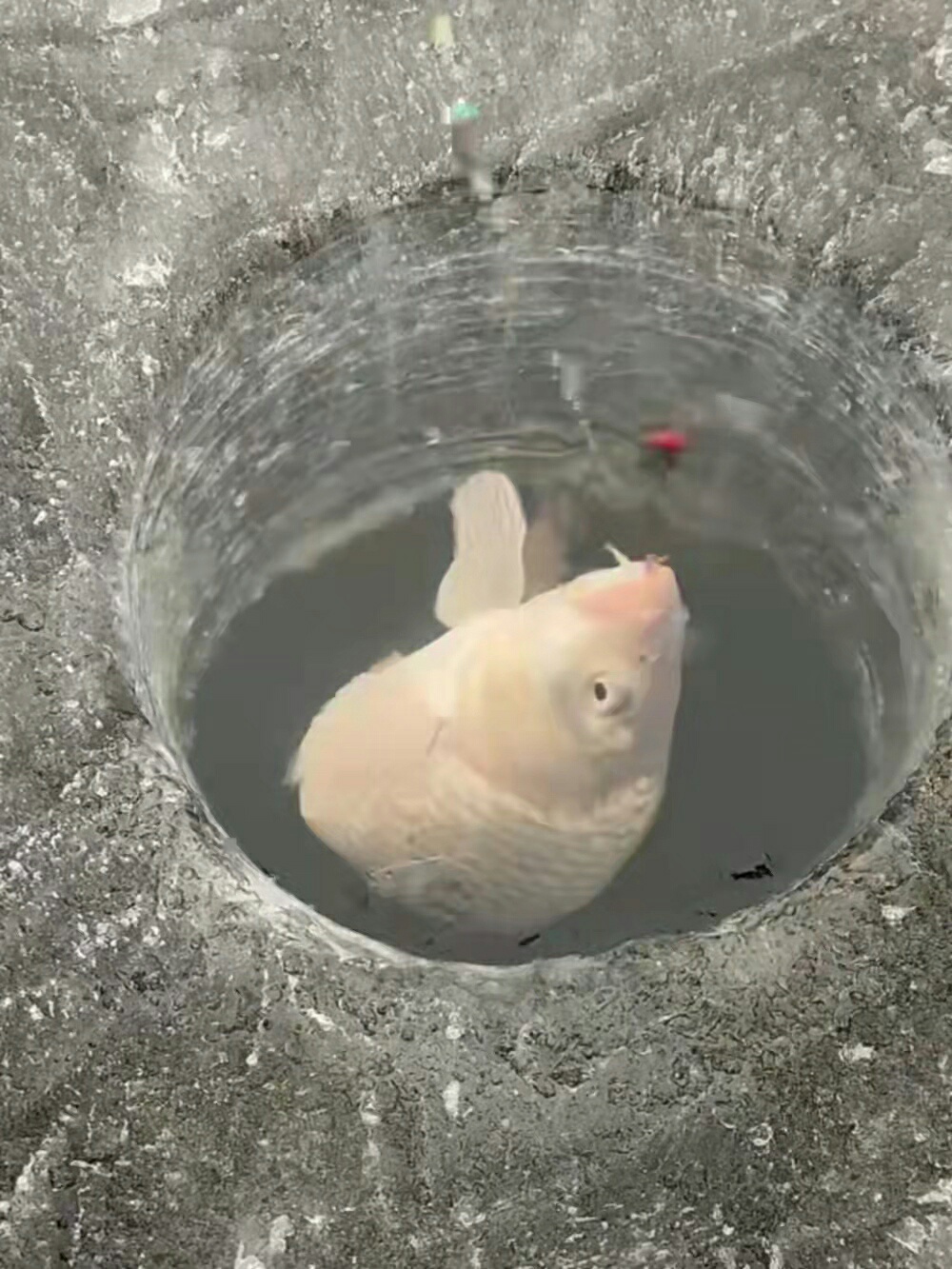 1646278187330104.jpeg
