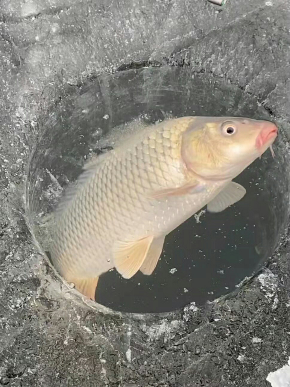 164627821589053.jpeg