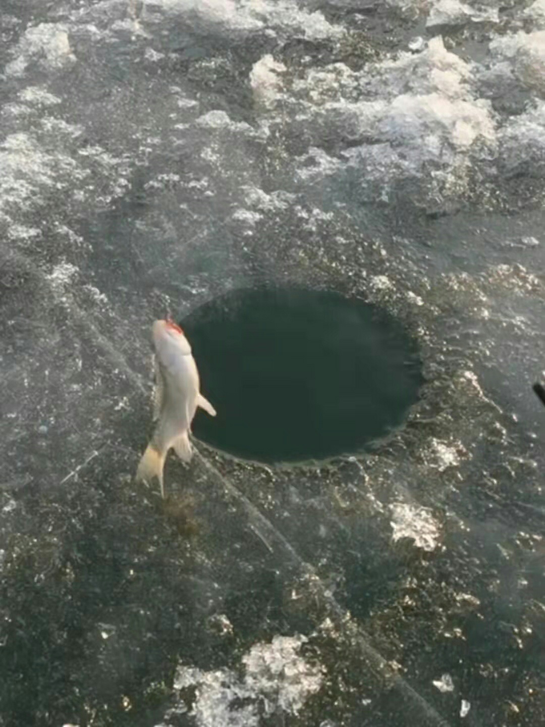 1647169661197741.jpeg