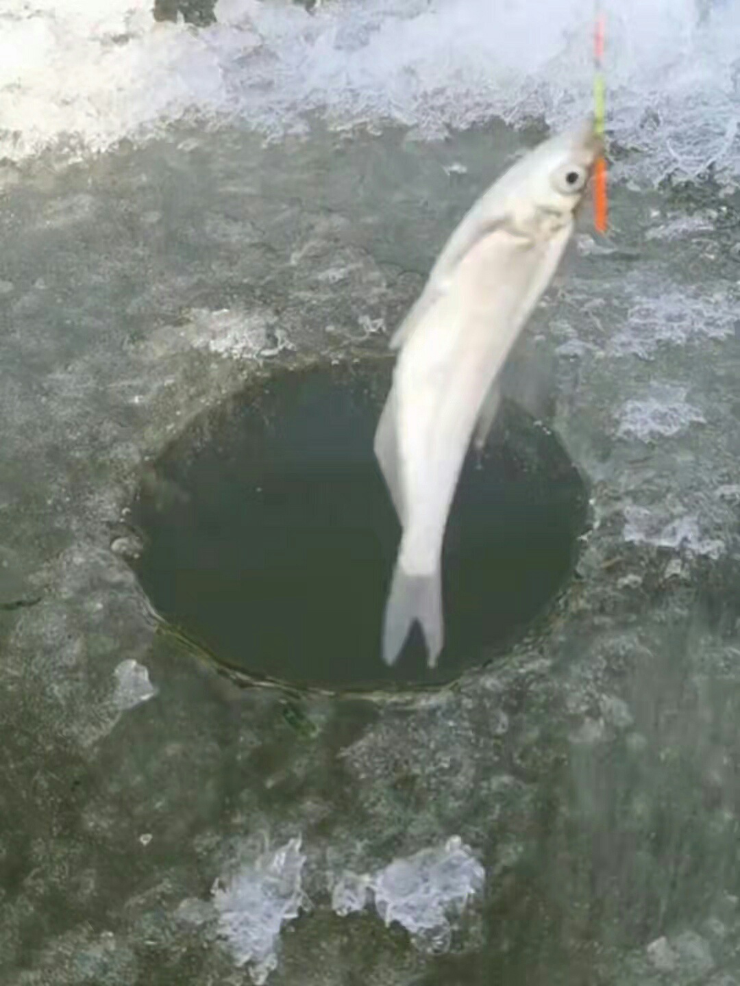 1648003877628306.jpeg