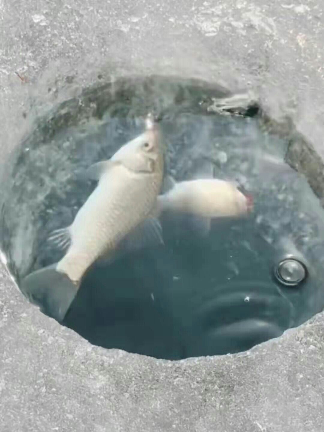 1648174878287796.jpeg