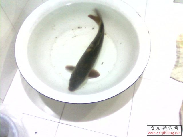 Ƭ-0008.jpg