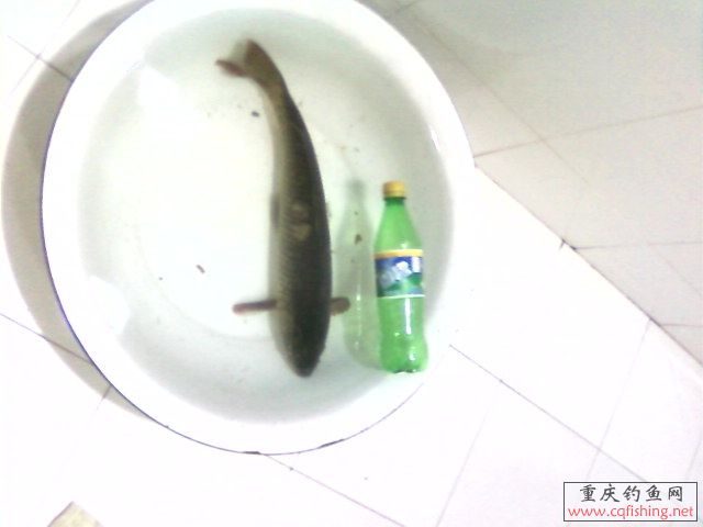 Ƭ-0009.jpg