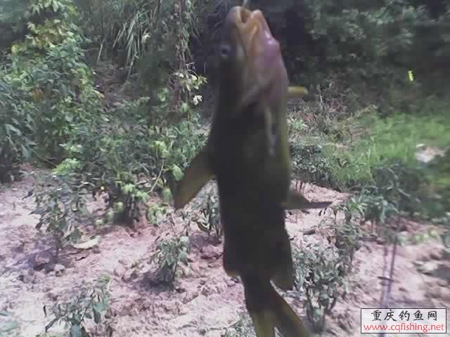 07-08-08_1128.jpg
