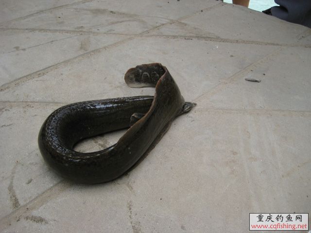 ȷߣҪ551עŶصرݵı68һŶ