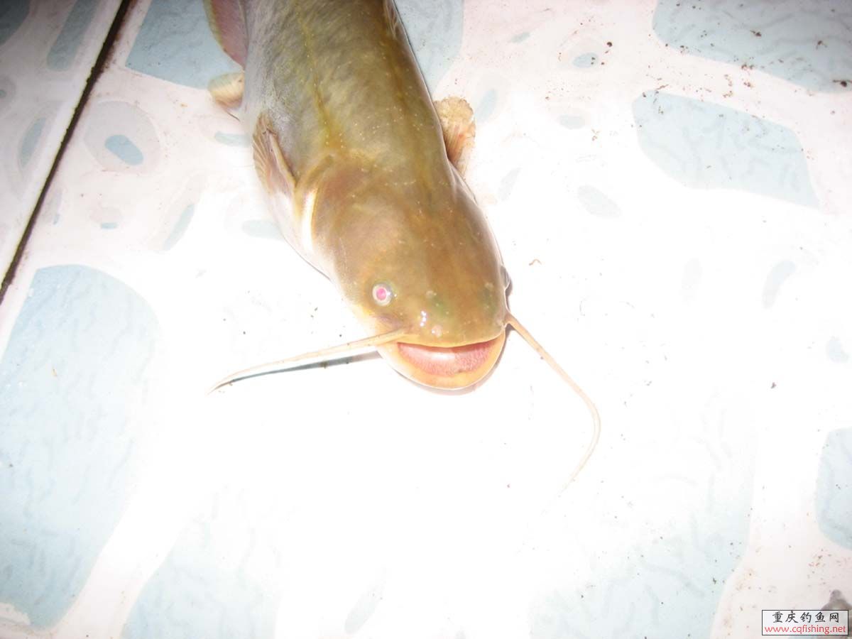 롣