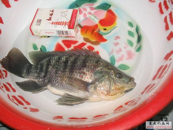 Ƭ 027.jpg