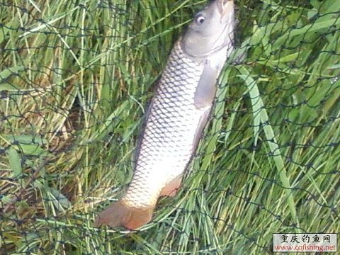Ƭ-0009.jpg