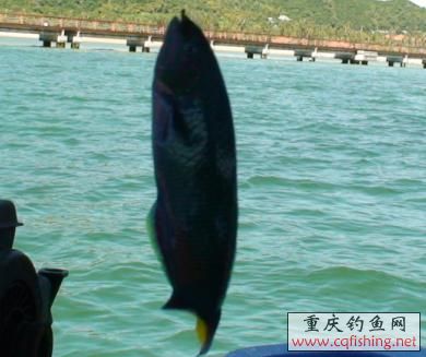 qinlong.jpg