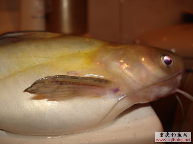 DSC03640.JPG