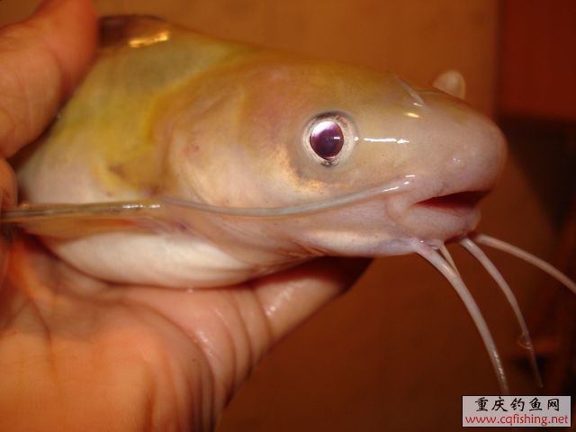 DSC03638.JPG
