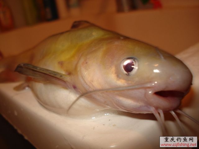 DSC03642.JPG