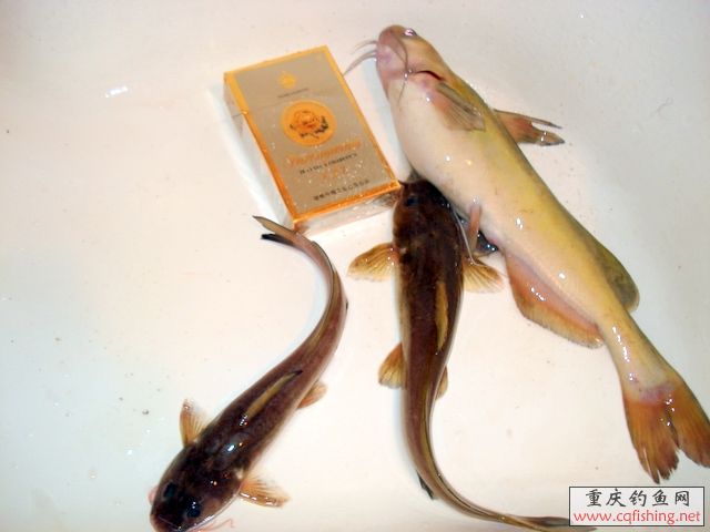 DSC03635.JPG