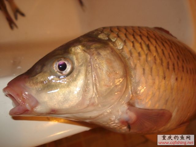 DSC03649.JPG