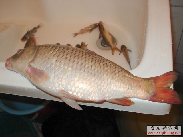 DSC03650.JPG