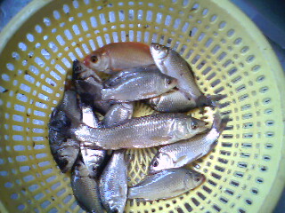 IMG0159A.jpg