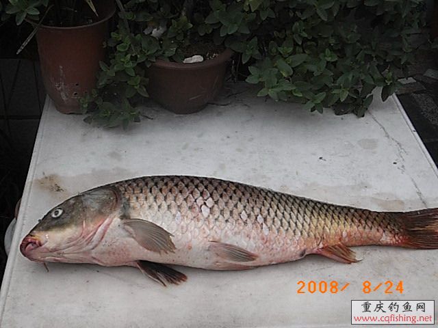 RIMG2008.jpg
