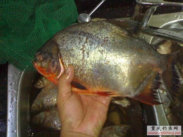 200808301954.jpg