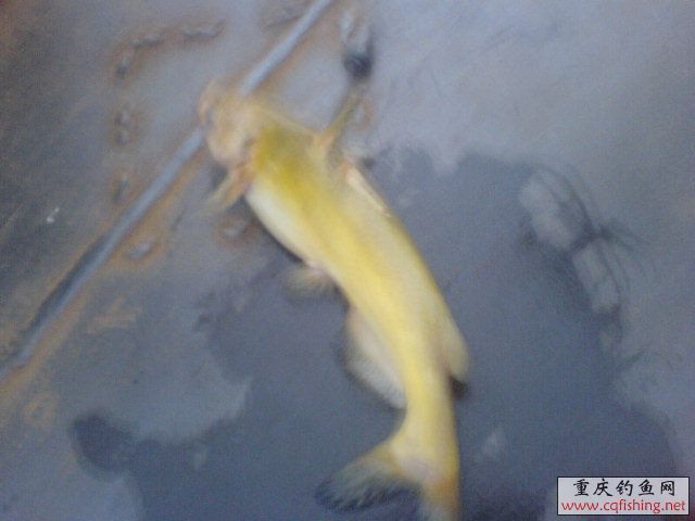DSC00463.JPG