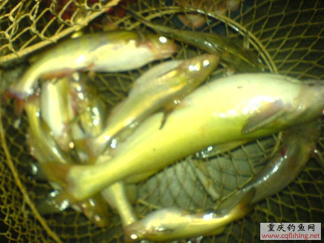 DSC00469.JPG