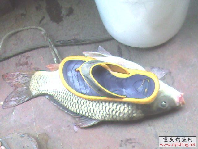 DSC_5116.jpg